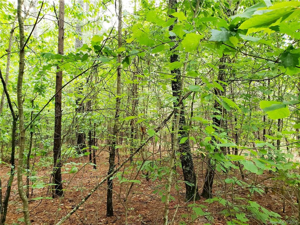 0 Loblolly Ln Mill Spring, Unit 23 & 24 Mill Spring, NC 28756 - Photo 10 of 18 a backyard of a house with lots of trees