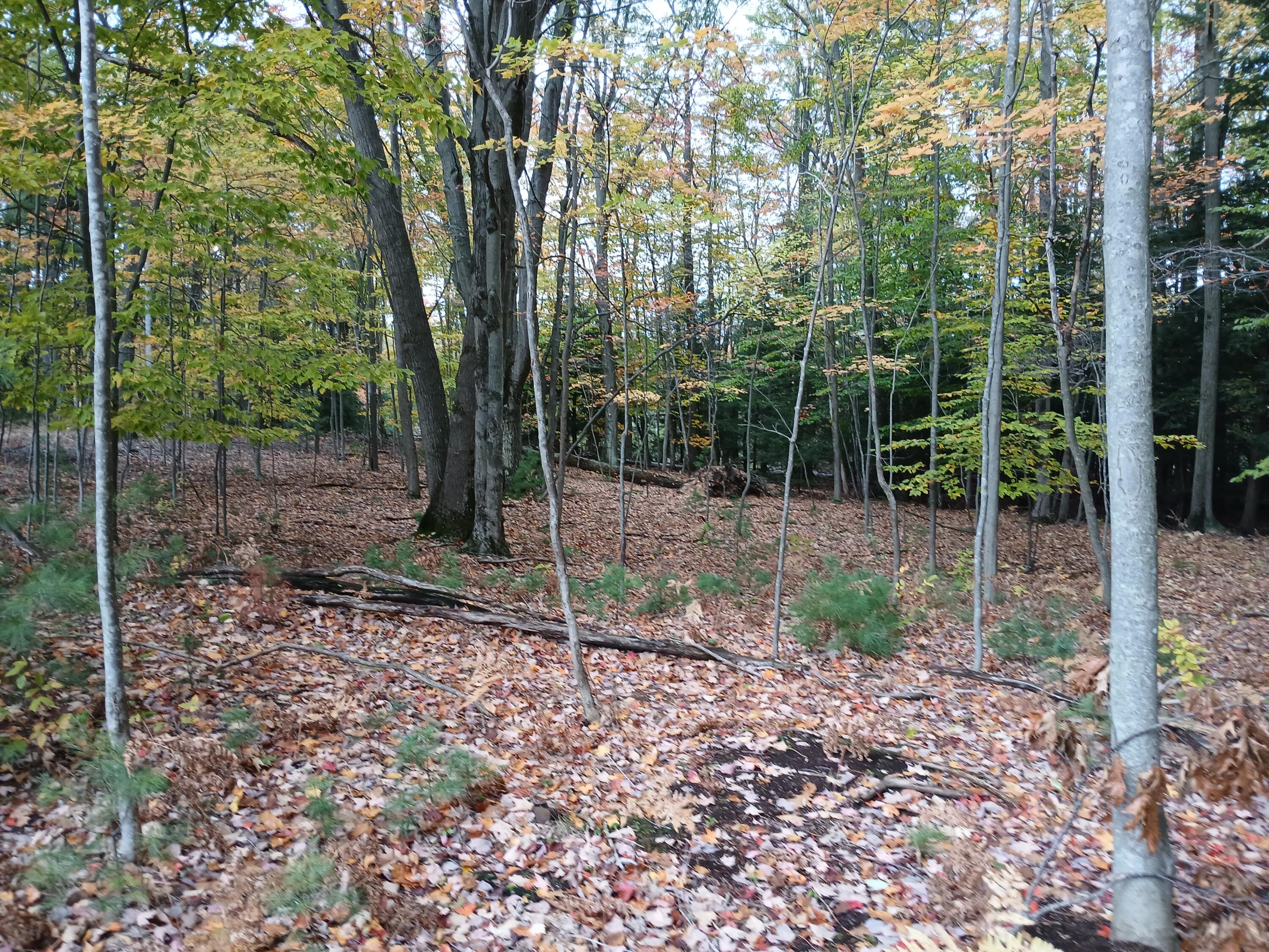 7087 West Jagger Road Ludington, MI 49431 - Photo 8 of 11 Walking in from SW corner