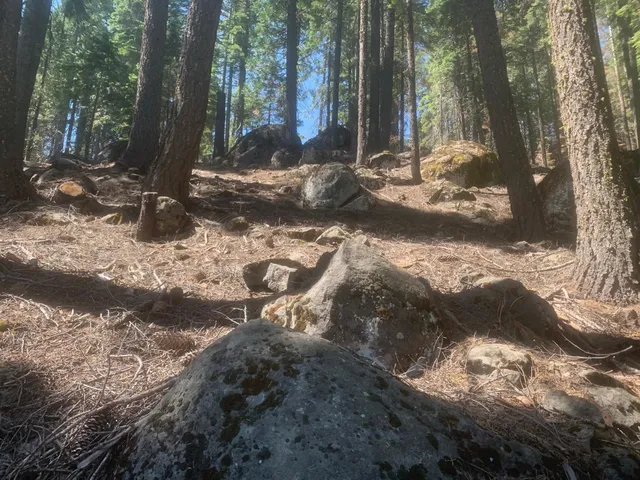 a view of a yard with a tree