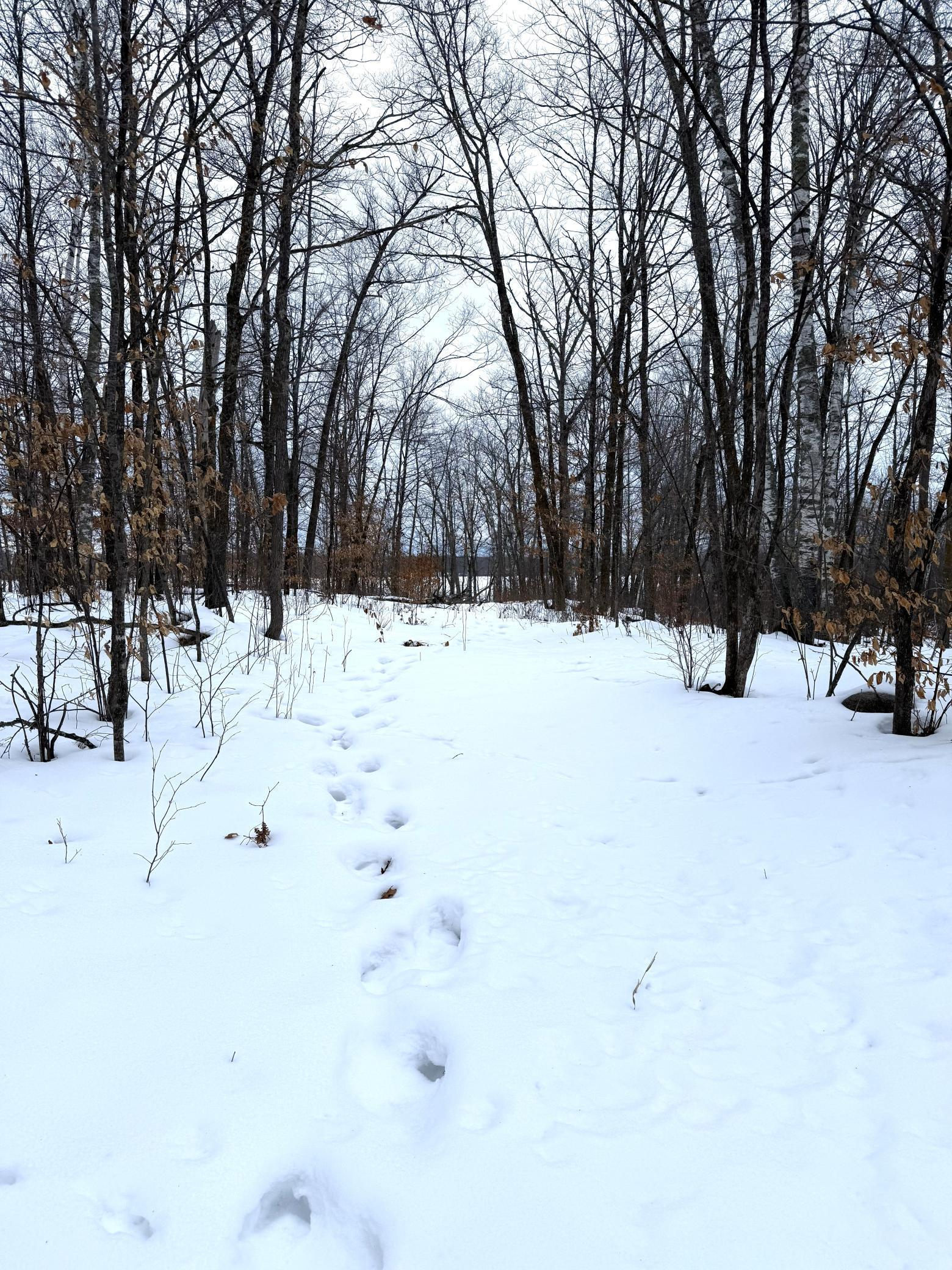 26744 Ross Lake Road Aitkin, MN 56431 - Photo 4 of 15