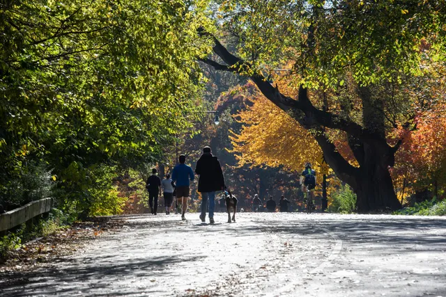 a view of a yard with plants and trees