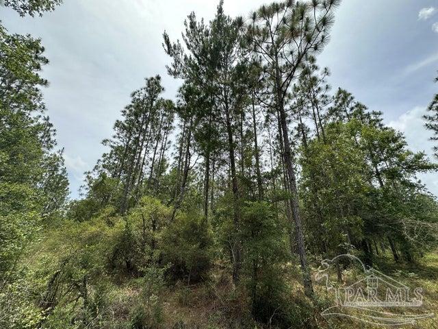 Parcel A North Parcel A N Wildlife Road Holt, FL 32564 - Photo 4 of 4