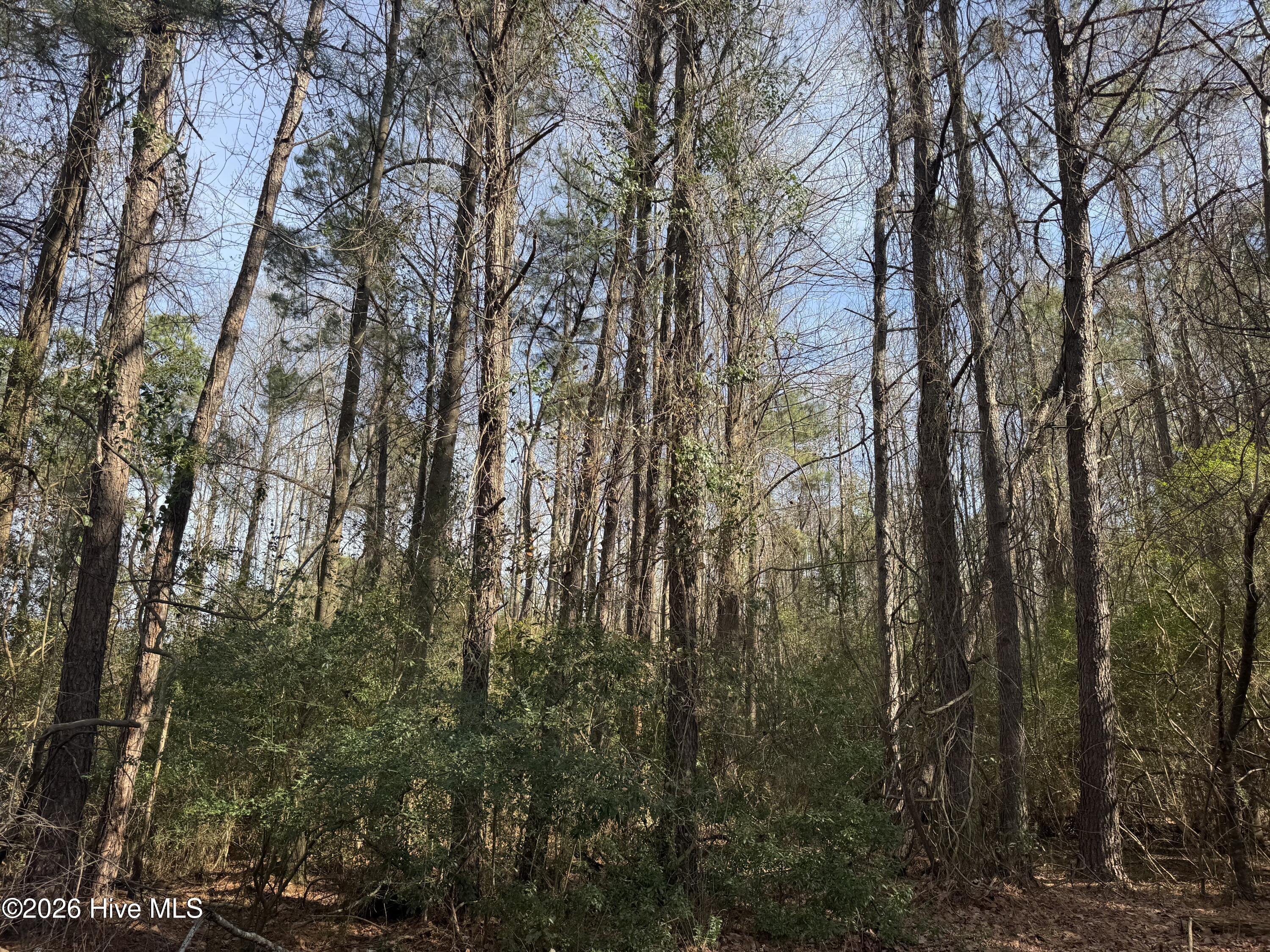 0 Butler Mill Road Bladenboro, NC 28320 - Photo 5 of 7 IMG_3322