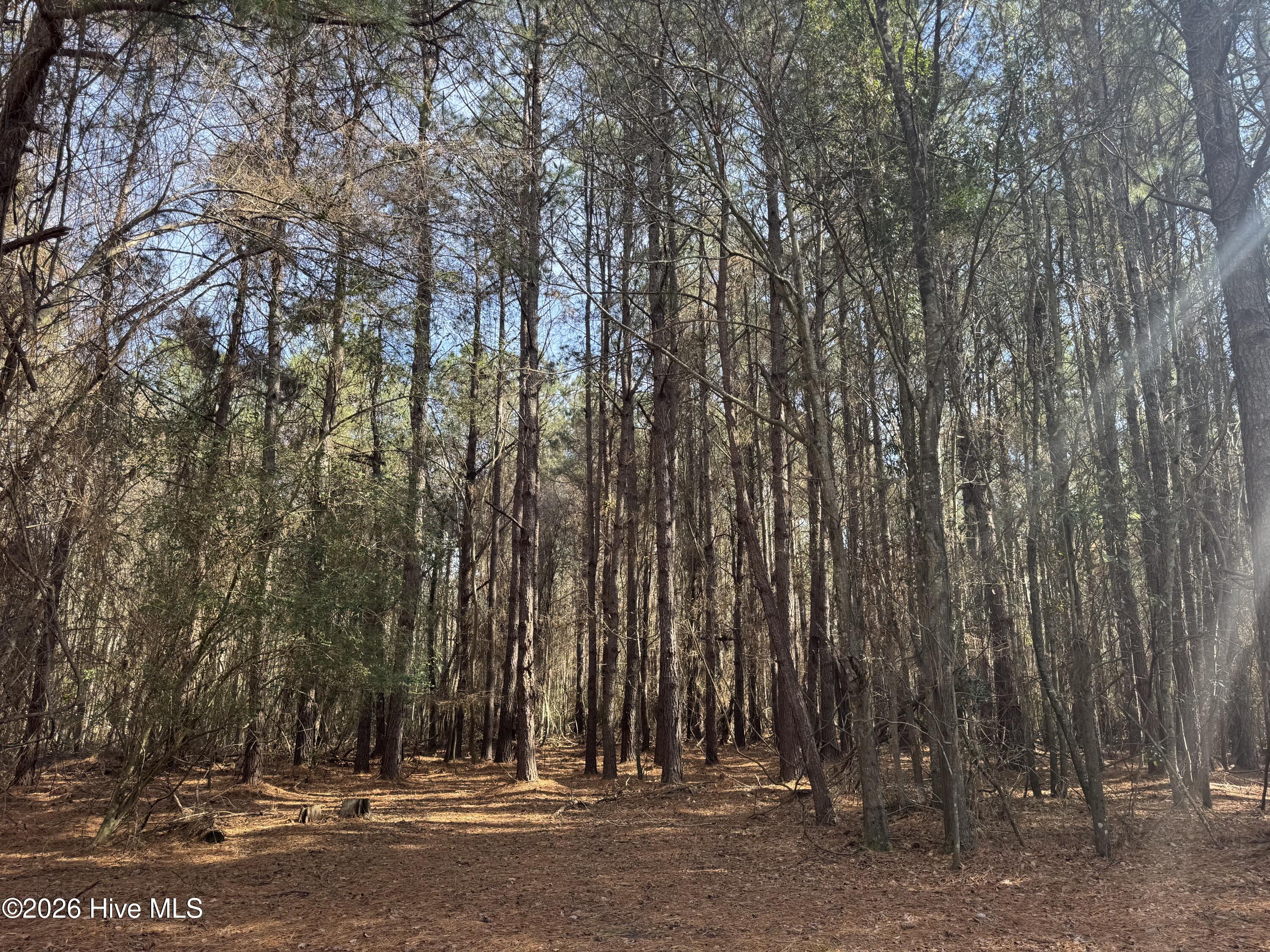 0 Butler Mill Road Bladenboro, NC 28320 - Photo 6 of 7 IMG_3323