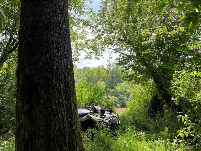 a view of a garden with plants and a large tree
