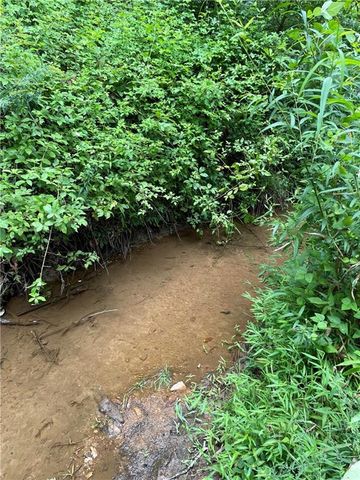 a view of a forest with plants and a trees