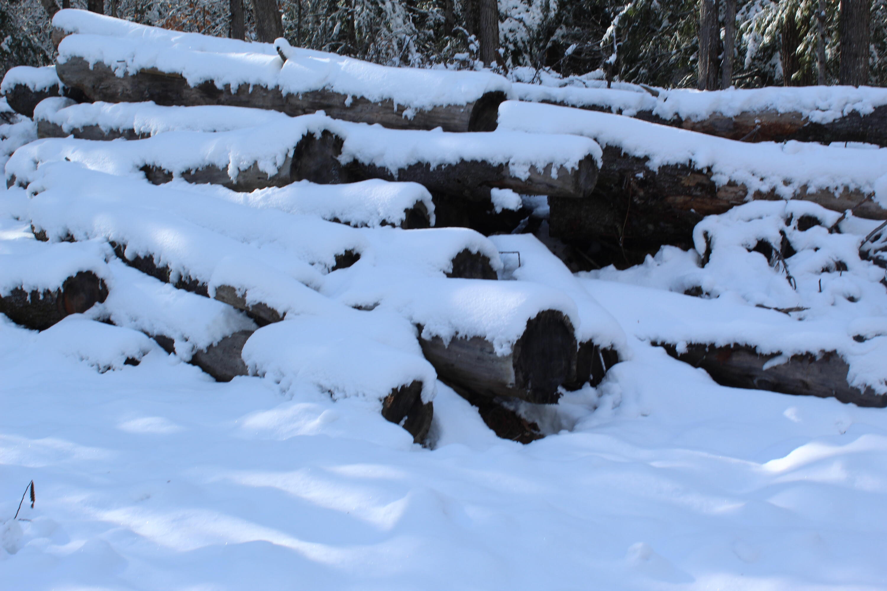 Lot #4 Harnden Road Denmark, ME 04022 - Photo 22 of 28 logs from the land being left