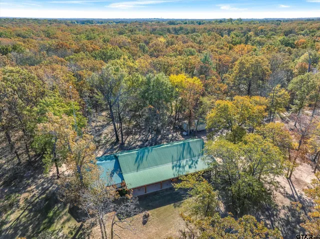 a view of a forest with a tree in the background