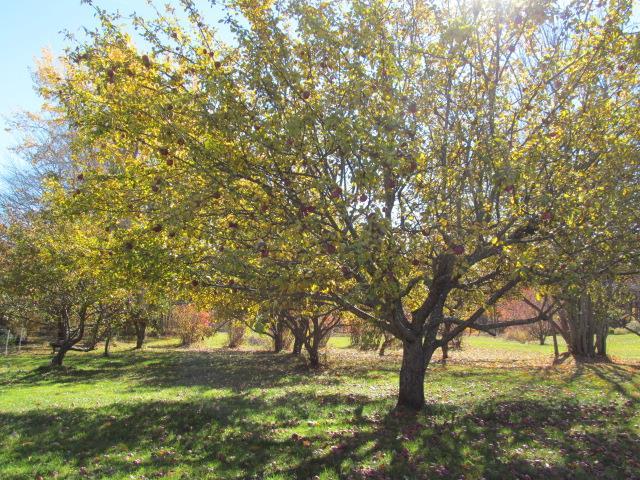 141 Ford Quint Road North Berwick, ME 03906 - Photo 25 of 32 Apple Orchard