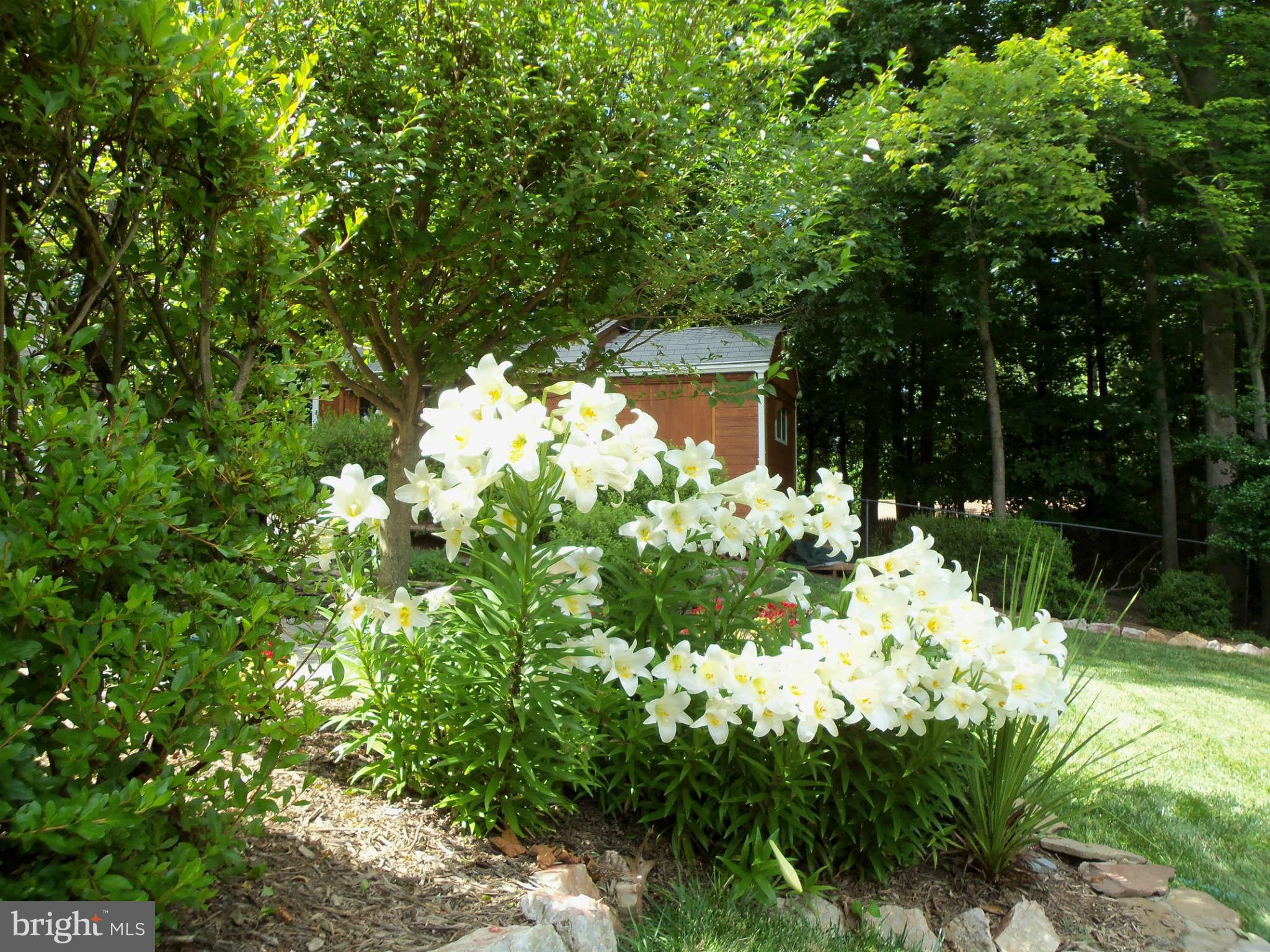 7467 Clifton Road Clifton, VA 20124 - Photo 27 of 30 Perennial Gardens provide a beautiful display