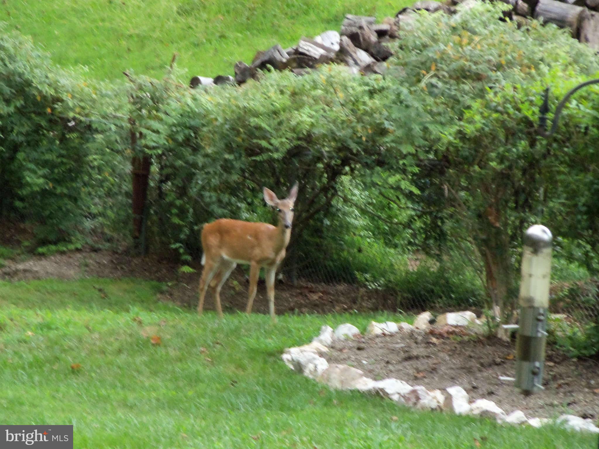 7467 Clifton Road Clifton, VA 20124 - Photo 29 of 30 Enjoy Nature in Your Own Back Yard
