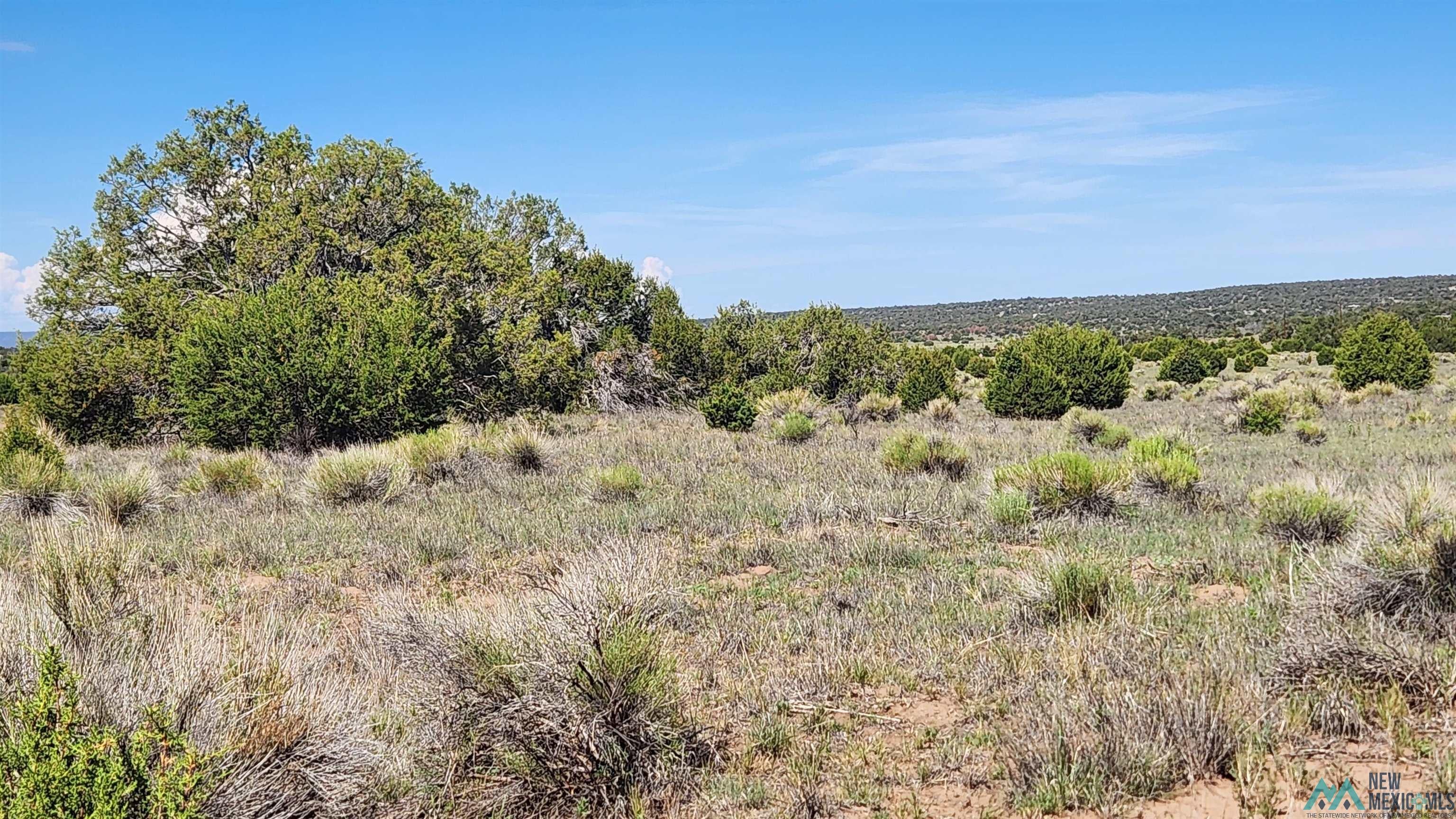 Tbd Tbd Tonto Road Quemado, NM 87829 - Photo 4 of 9