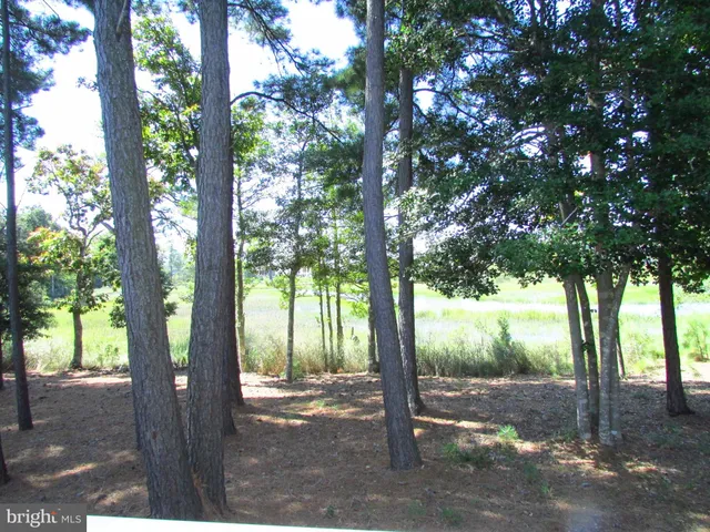 a view of a tree in the forest