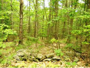 L-12 Province Road Barnstead, NH 03218 - Photo 1 of 2