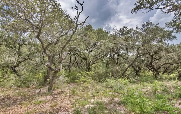a view of a yard with a tree