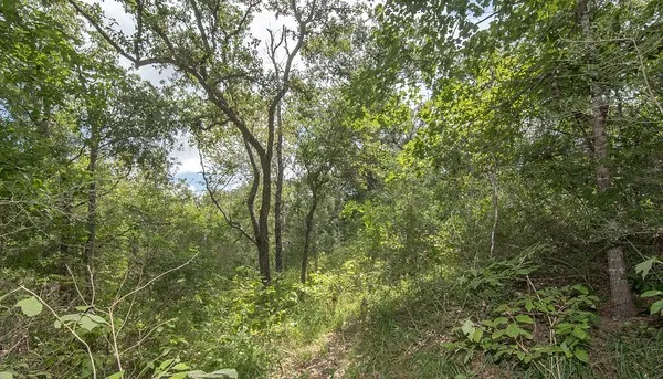 a view of a forest with lush green forest