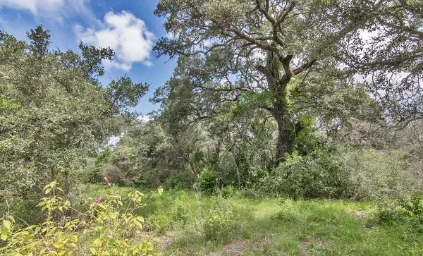 a close up of a tree in a garden