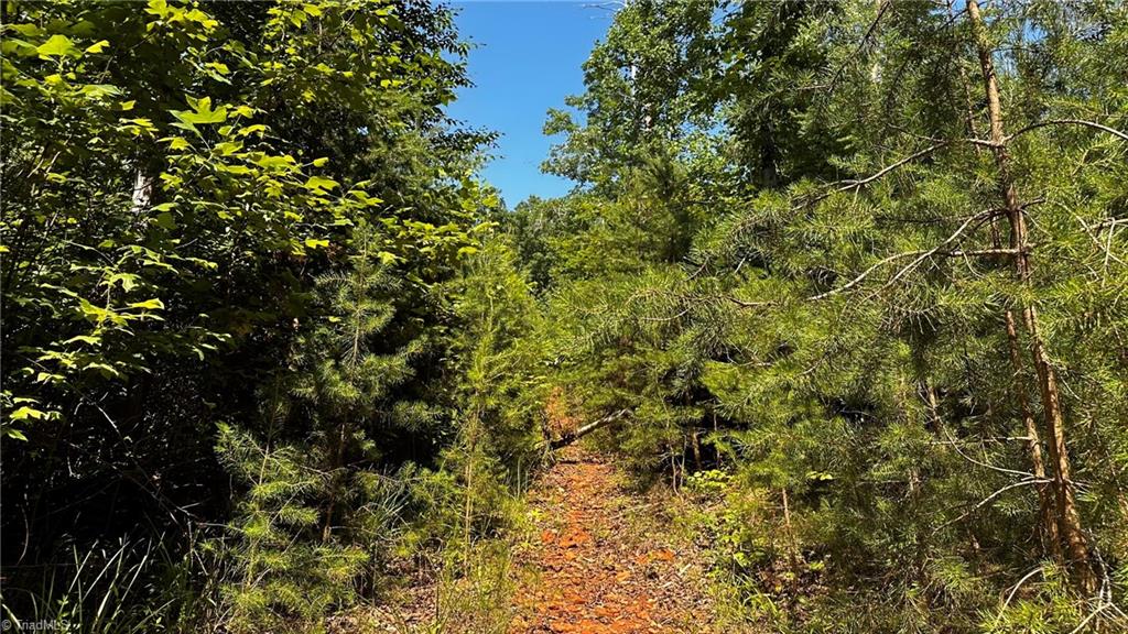 0 River Road Boonville, NC 27011 - Photo 11 of 30 55± Ac planted in Loblolly Pines