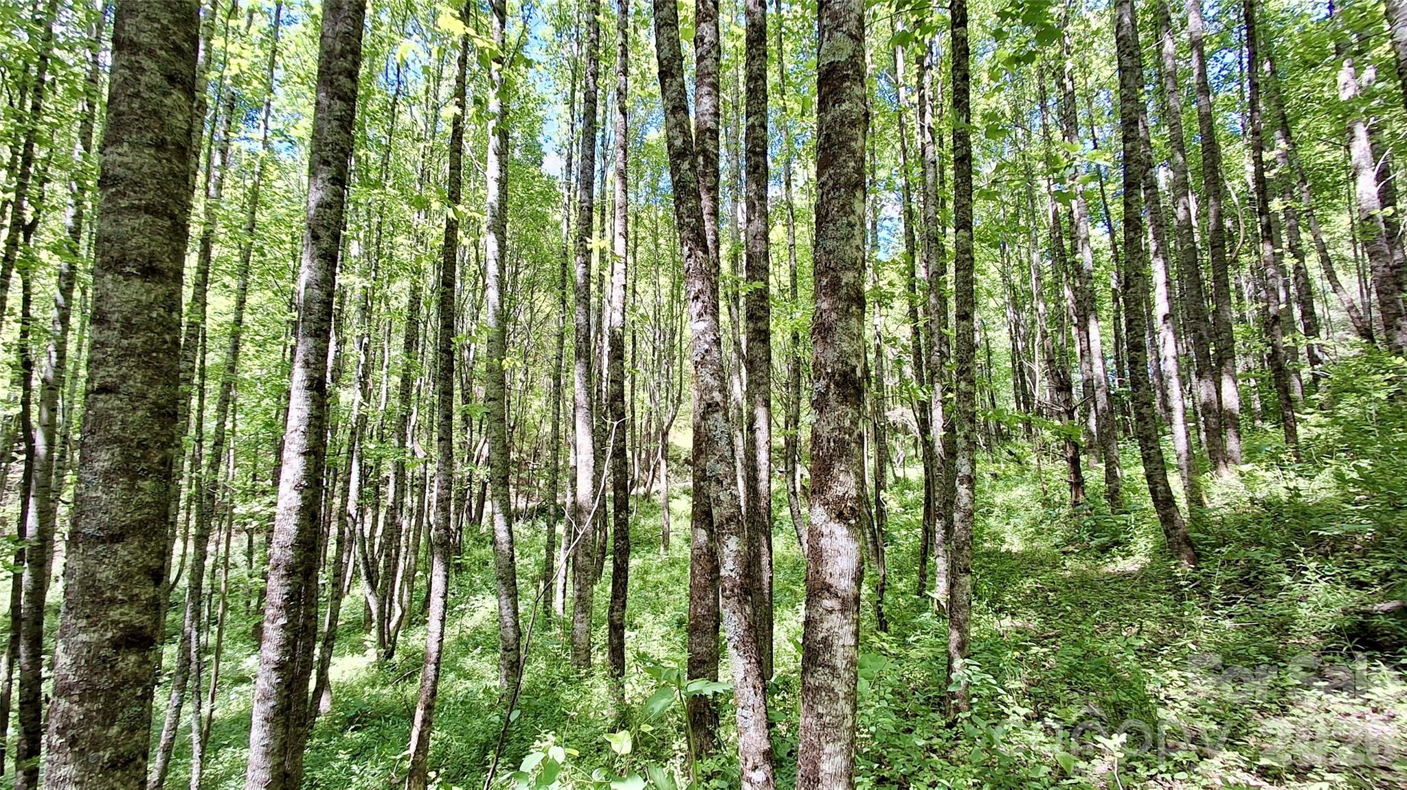 0 Cold Mountain Road Highlands, NC 28741 - Photo 26 of 46 a close view of trees