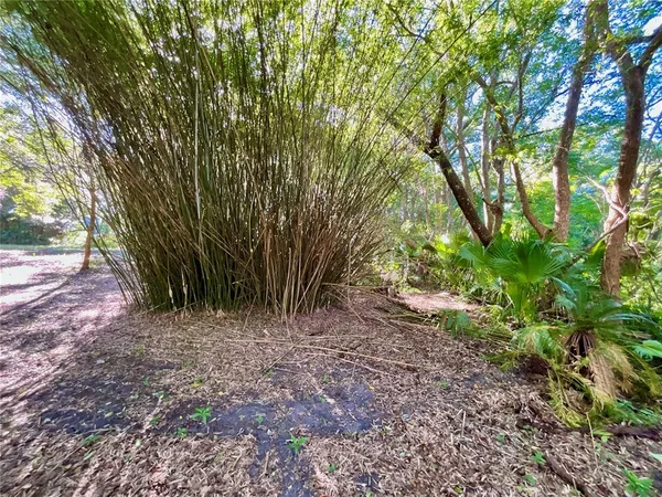 a view of a yard with plants and trees