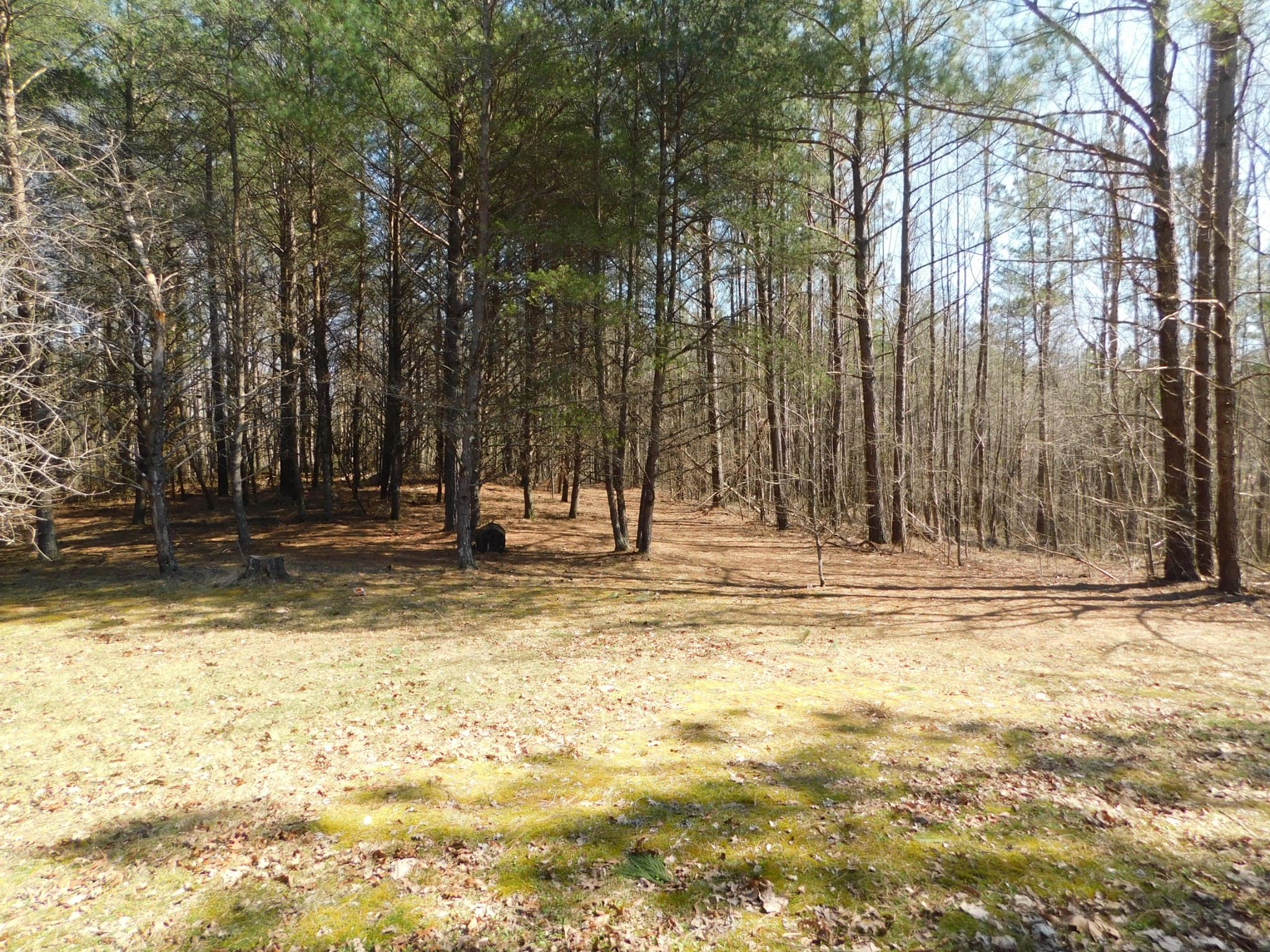 195 Roddy Springs Road Coalmont, TN 37313 - Photo 7 of 9