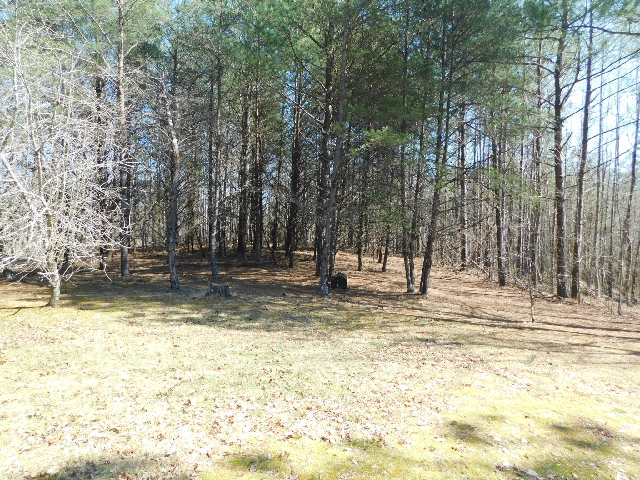 195 Roddy Springs Road Coalmont, TN 37313 - Photo 8 of 9