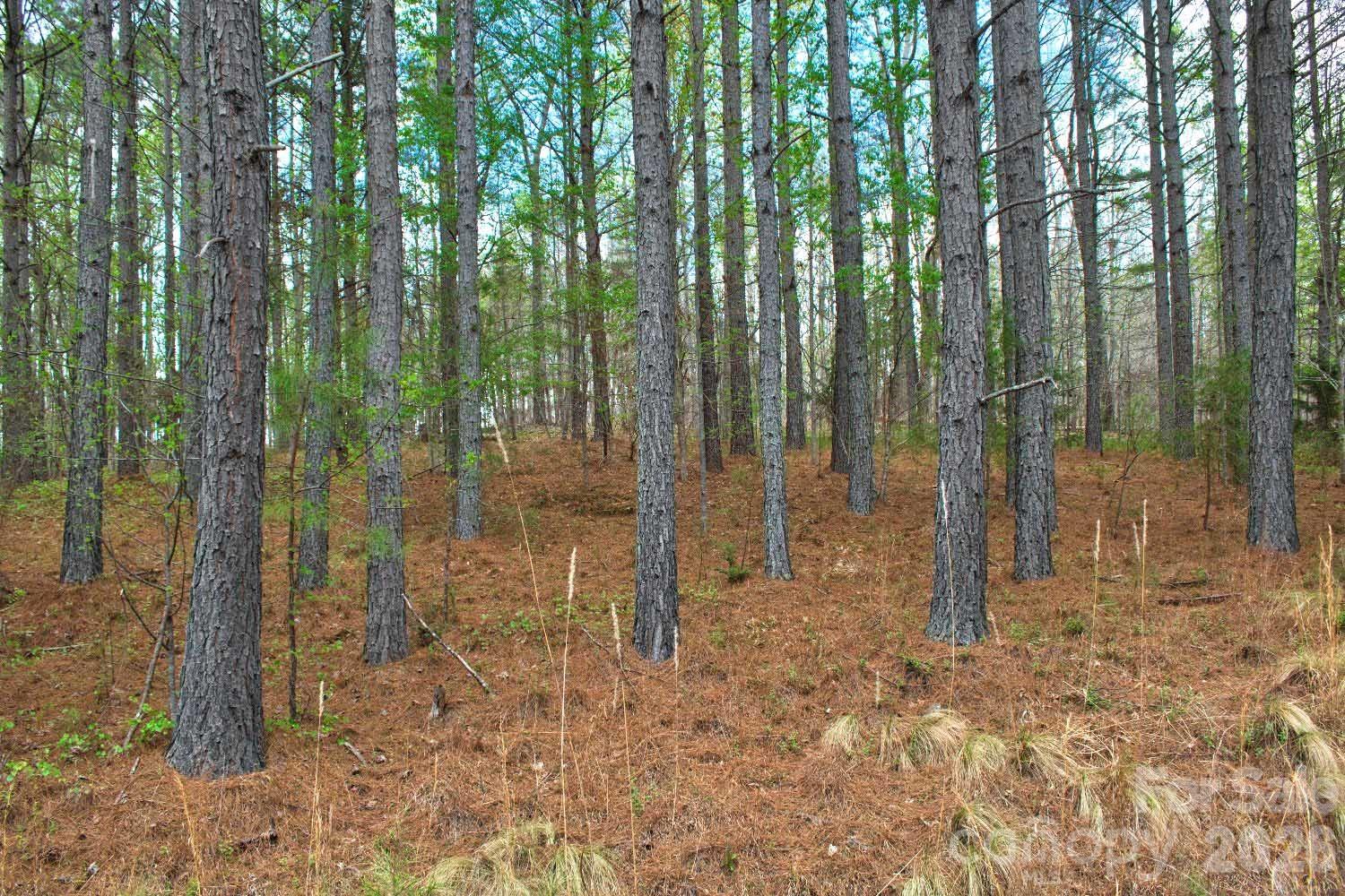 a view of backyard with green space