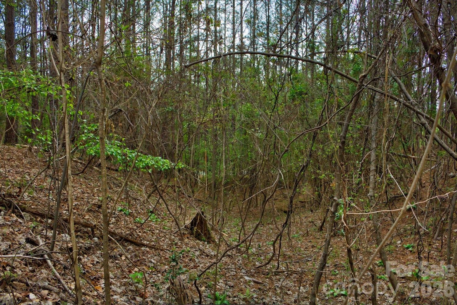 0 Clearwater Parkway, Unit 14 Rutherfordton, NC 28139 - Photo 3 of 5 a view of a yard with plants and large trees