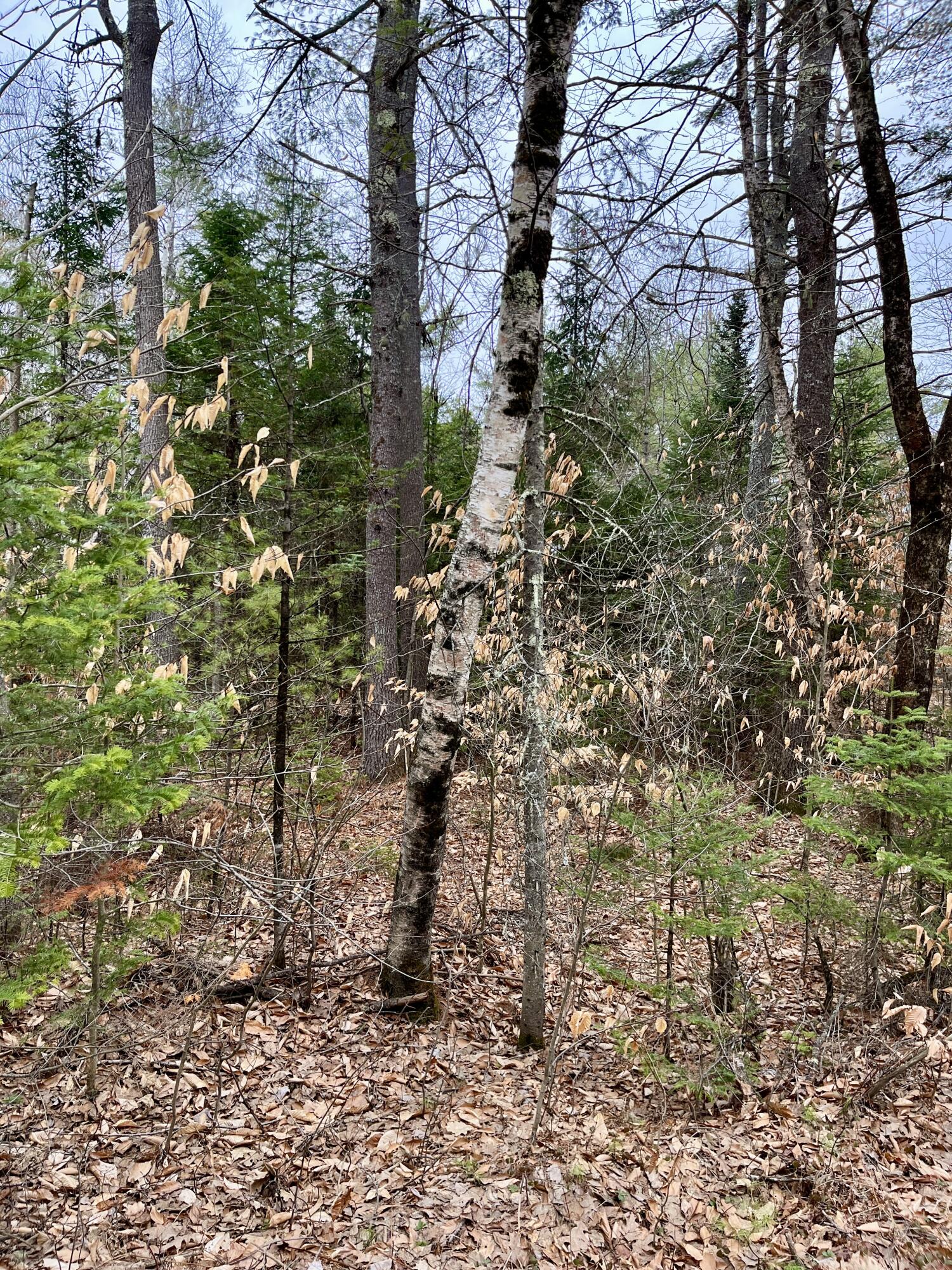 9 A Church Hill Road Leeds, ME 04263 - Photo 2 of 8