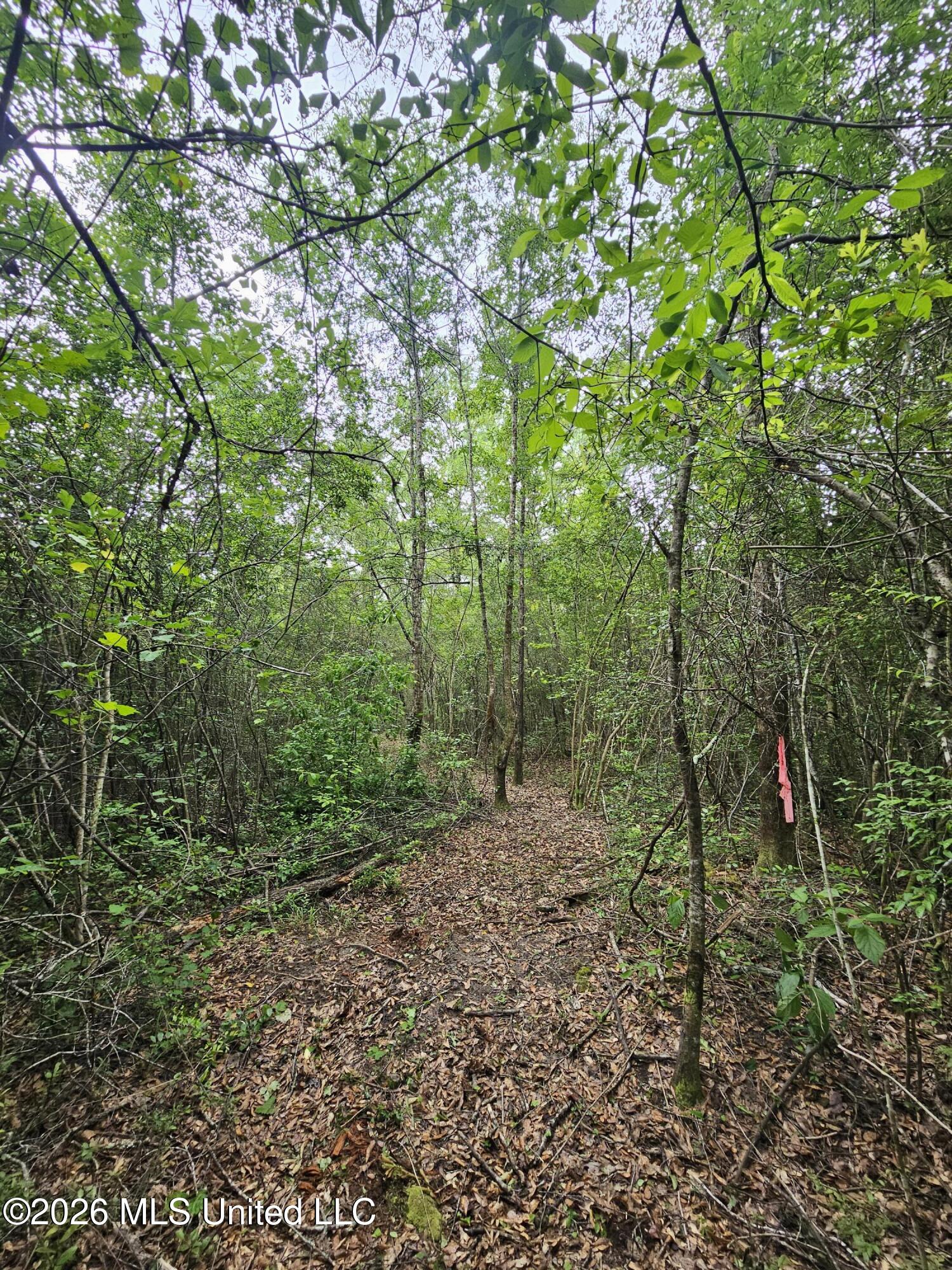 222 Lavelle Odom Road Poplarville, MS 39470 - Photo 7 of 17 Trail head