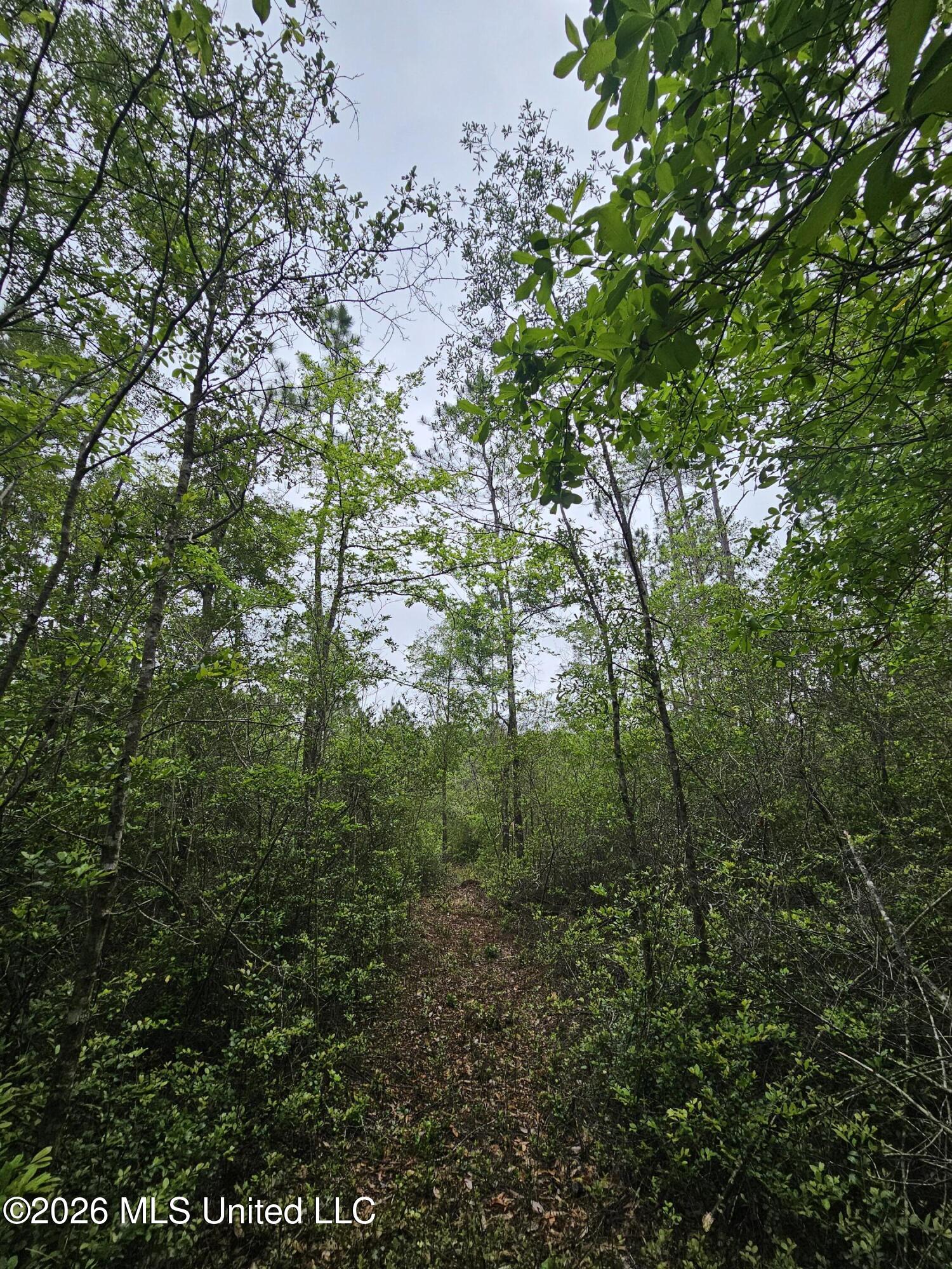222 Lavelle Odom Road Poplarville, MS 39470 - Photo 8 of 17 Walking path on property line