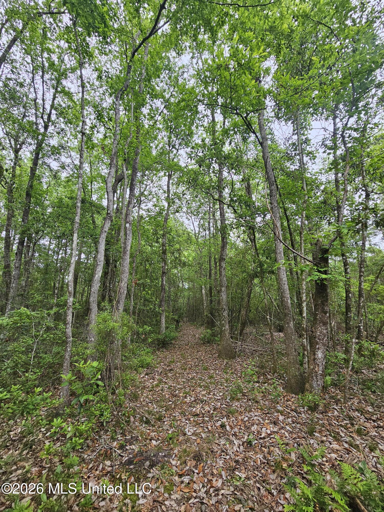 222 Lavelle Odom Road Poplarville, MS 39470 - Photo 9 of 17 Walking path on property line