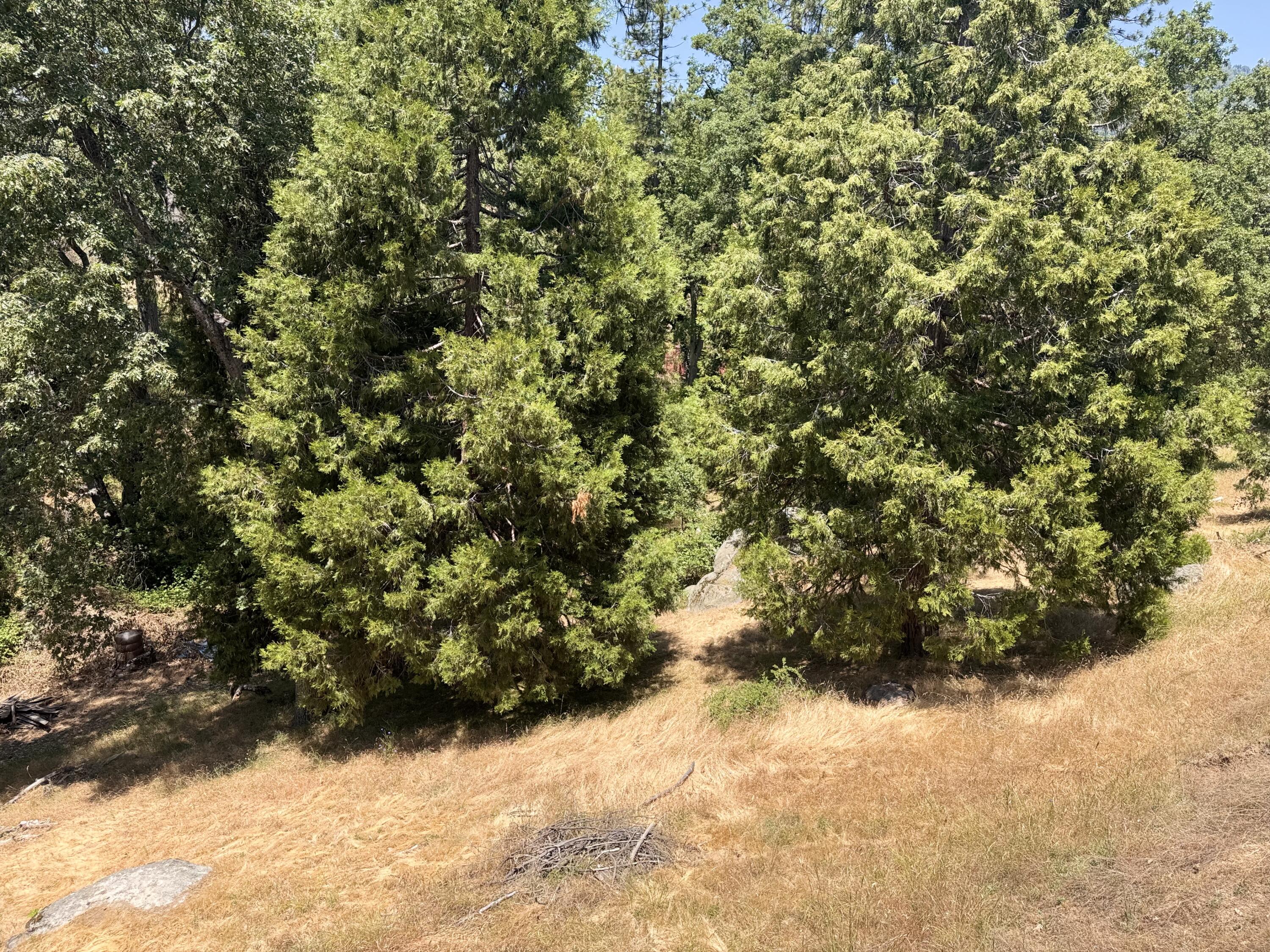 51911 Hogback Miramonte, CA 93641 - Photo 26 of 49 a view of a yard with a tree