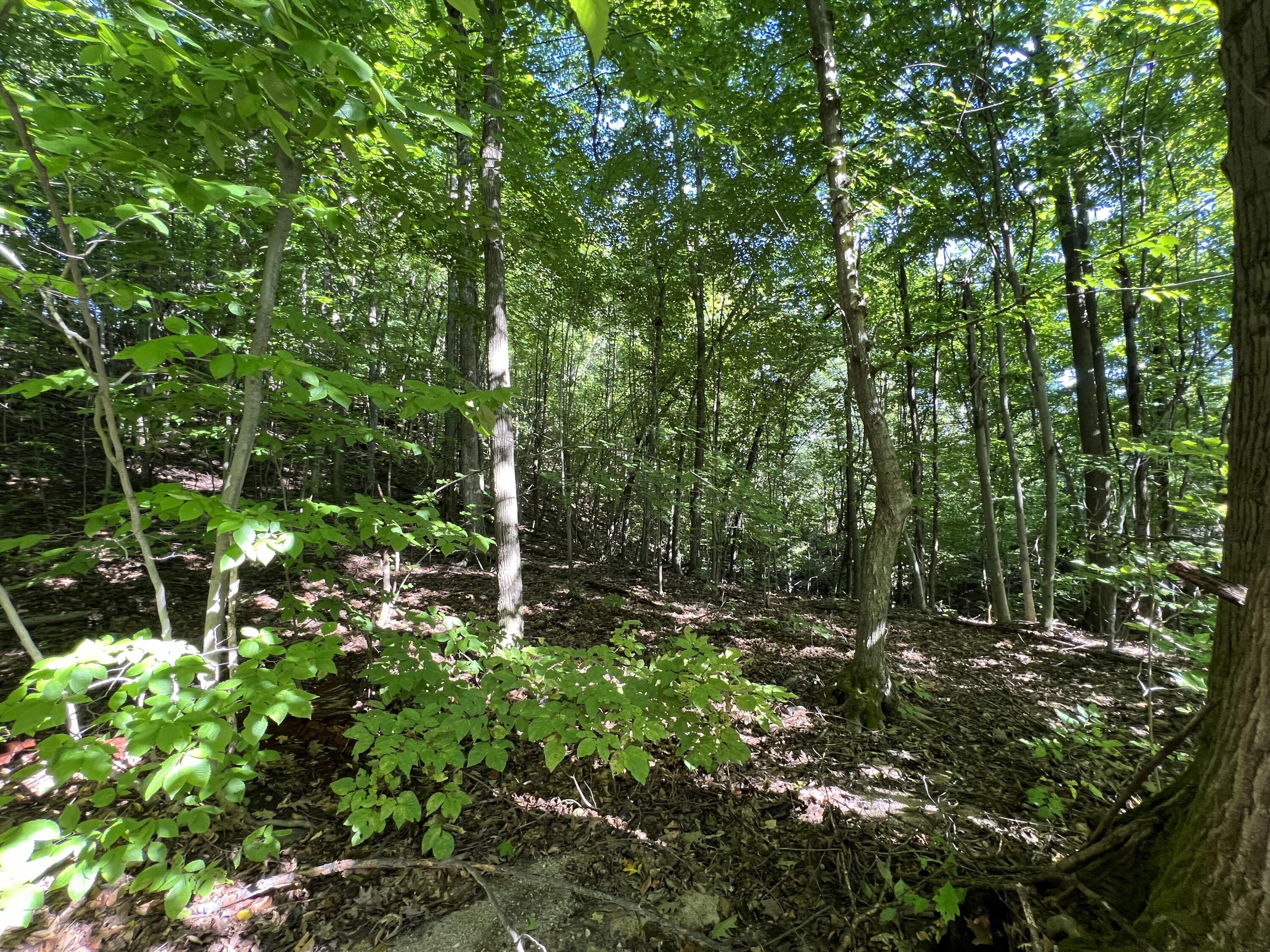0 Jersey Swamp Road Morrisonville, NY 12962 - Photo 5 of 6 IMG_0682