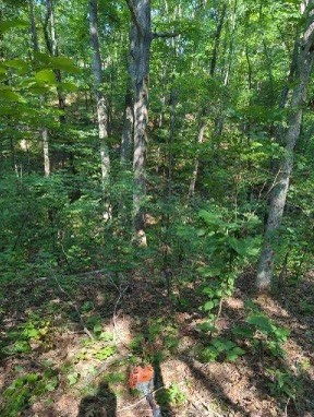 1346 Elliot Road Nunnelly, TN 37137 - Photo 3 of 12 a view of a lush green forest with lots of trees