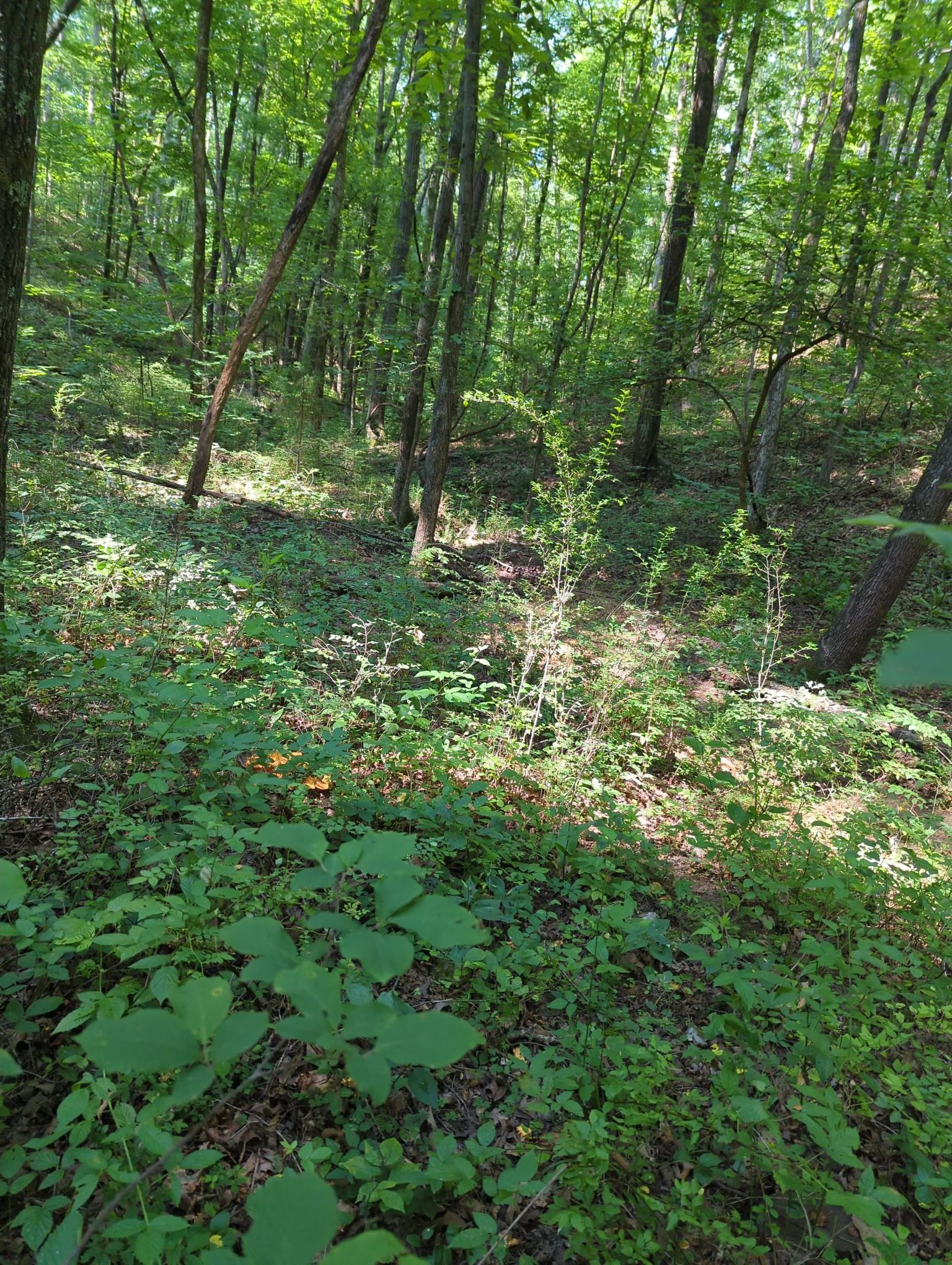 1346 Elliot Road Nunnelly, TN 37137 - Photo 4 of 12 a view of outdoor space and green space