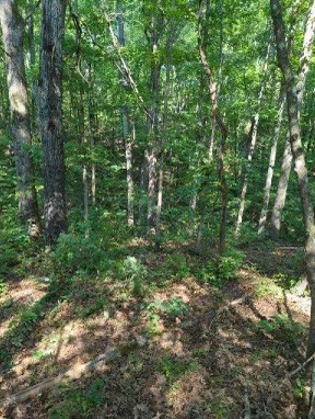 1346 Elliot Road Nunnelly, TN 37137 - Photo 5 of 12 a view of outdoor space and trees