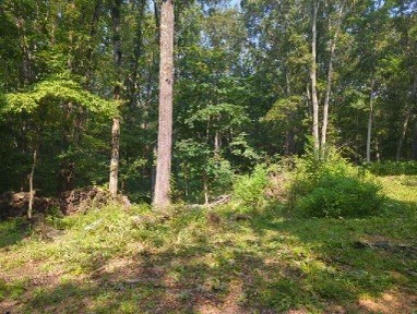 1346 Elliot Road Nunnelly, TN 37137 - Photo 6 of 12 a view of a forest with trees