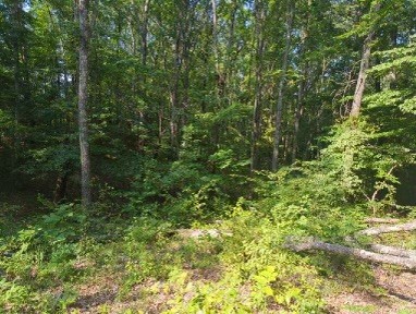 1346 Elliot Road Nunnelly, TN 37137 - Photo 9 of 12 a view of a lush green forest
