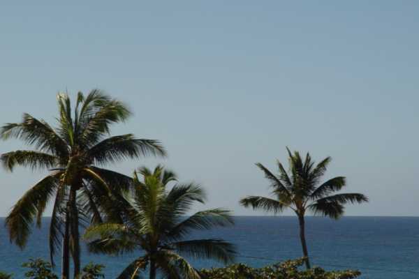 1870 Hoone Road, Unit 525 Koloa, HI 96756 - Photo 13 of 19 a view of a potted plants with palm trees in front of house