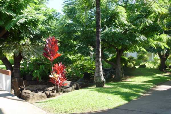 1870 Hoone Road, Unit 525 Koloa, HI 96756 - Photo 9 of 19 a backyard of a house with yard and outdoor seating