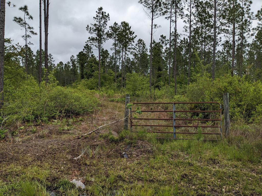 Lot 4 McMillan Road Lenox, GA 31637 - Photo 18 of 21 Gallery Image 18
