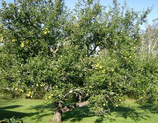 422 Castine Road Castine, ME 04421 - Photo 4 of 22 Other. Apple Tree