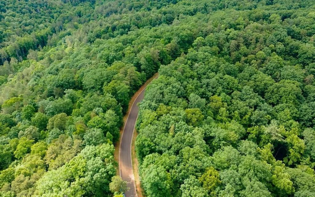 0 Abbott Mill Road Ellijay, GA 30540 - Photo 4 of 6