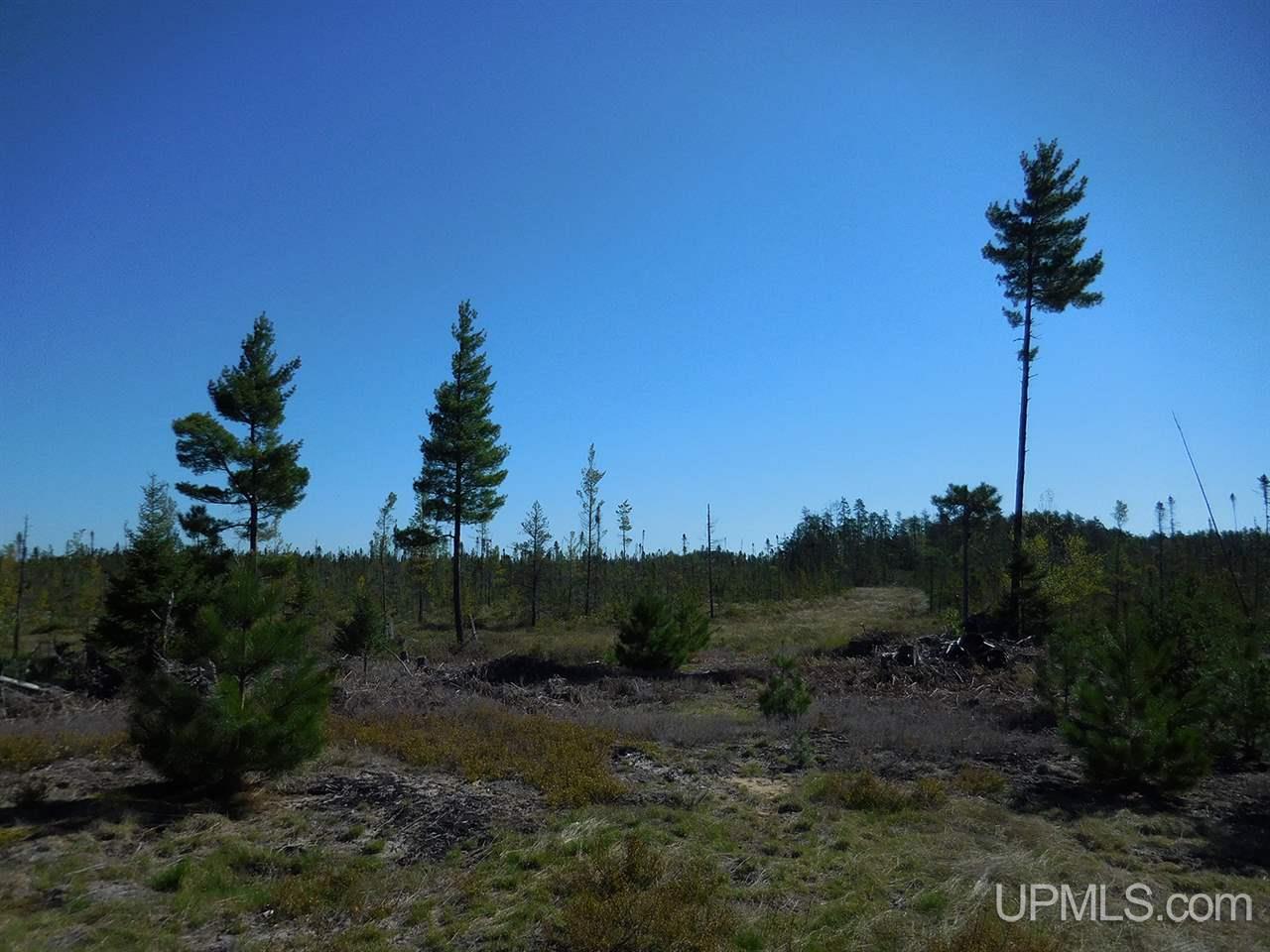1480 Acres On Co Road Manistique, MI 49854 - Photo 25 of 49