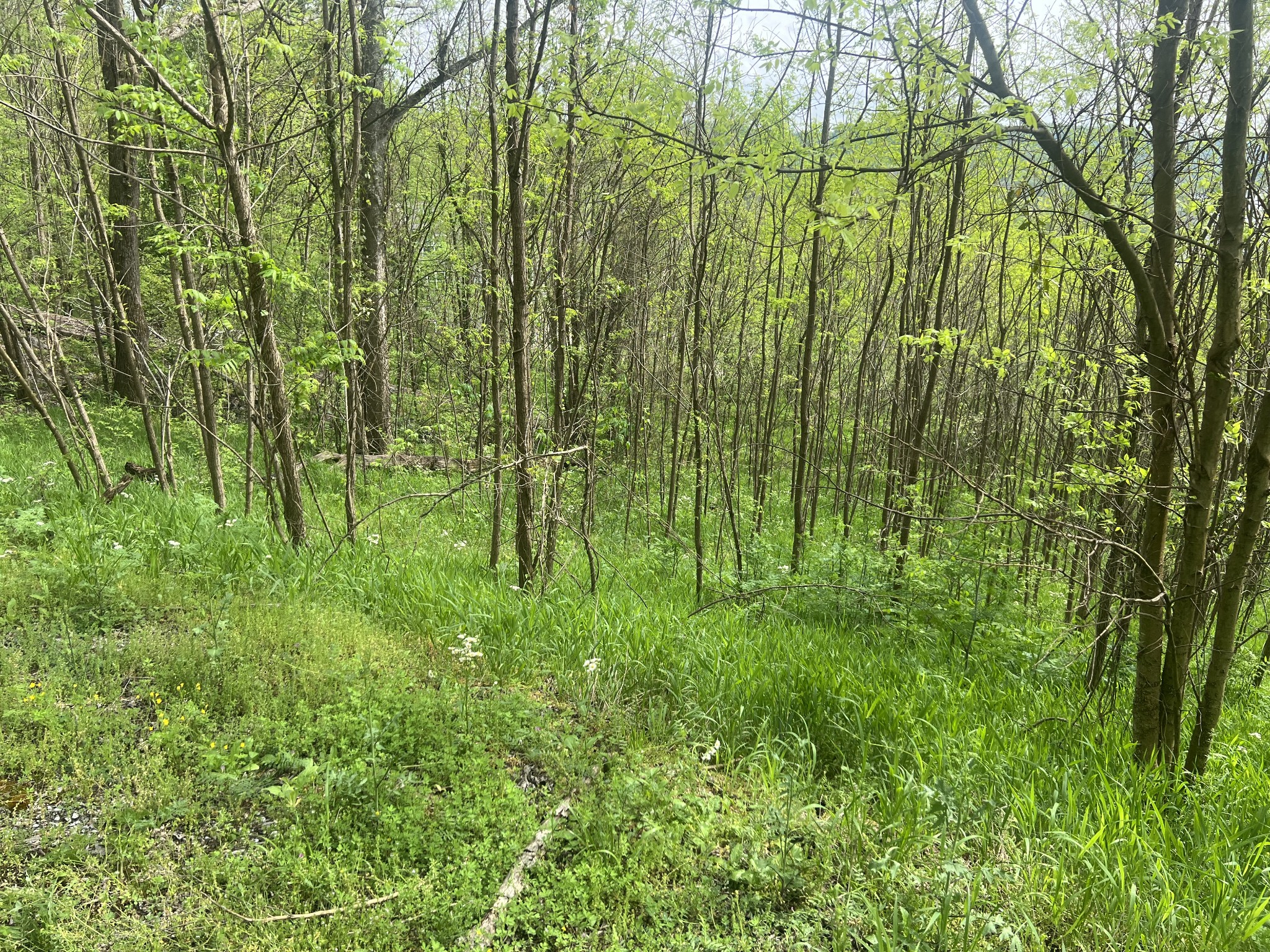0 Eli Lane Baxter, TN 38544 - Photo 2 of 3 a view of a garden