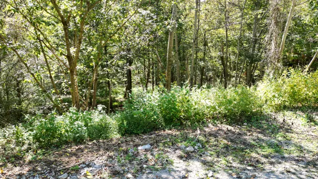a view of a forest with lots of trees