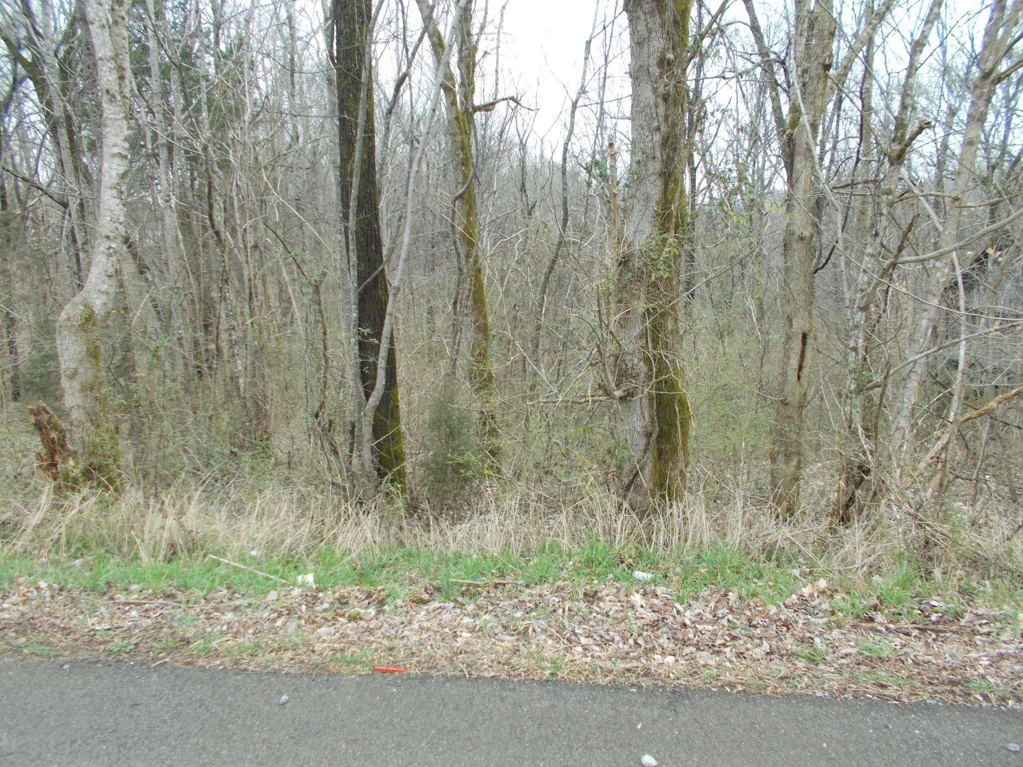 0 Bobbitt Road Ashland City, TN 37015 - Photo 1 of 2 a view of a forest with a dry yard
