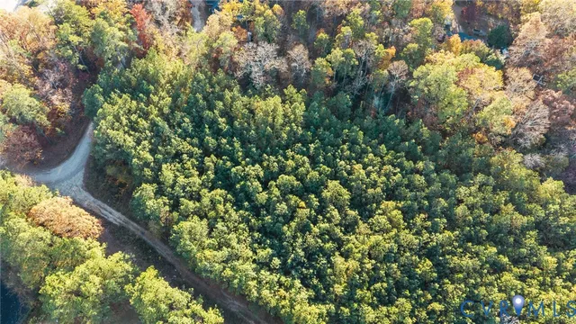 a view of a tree with a plant