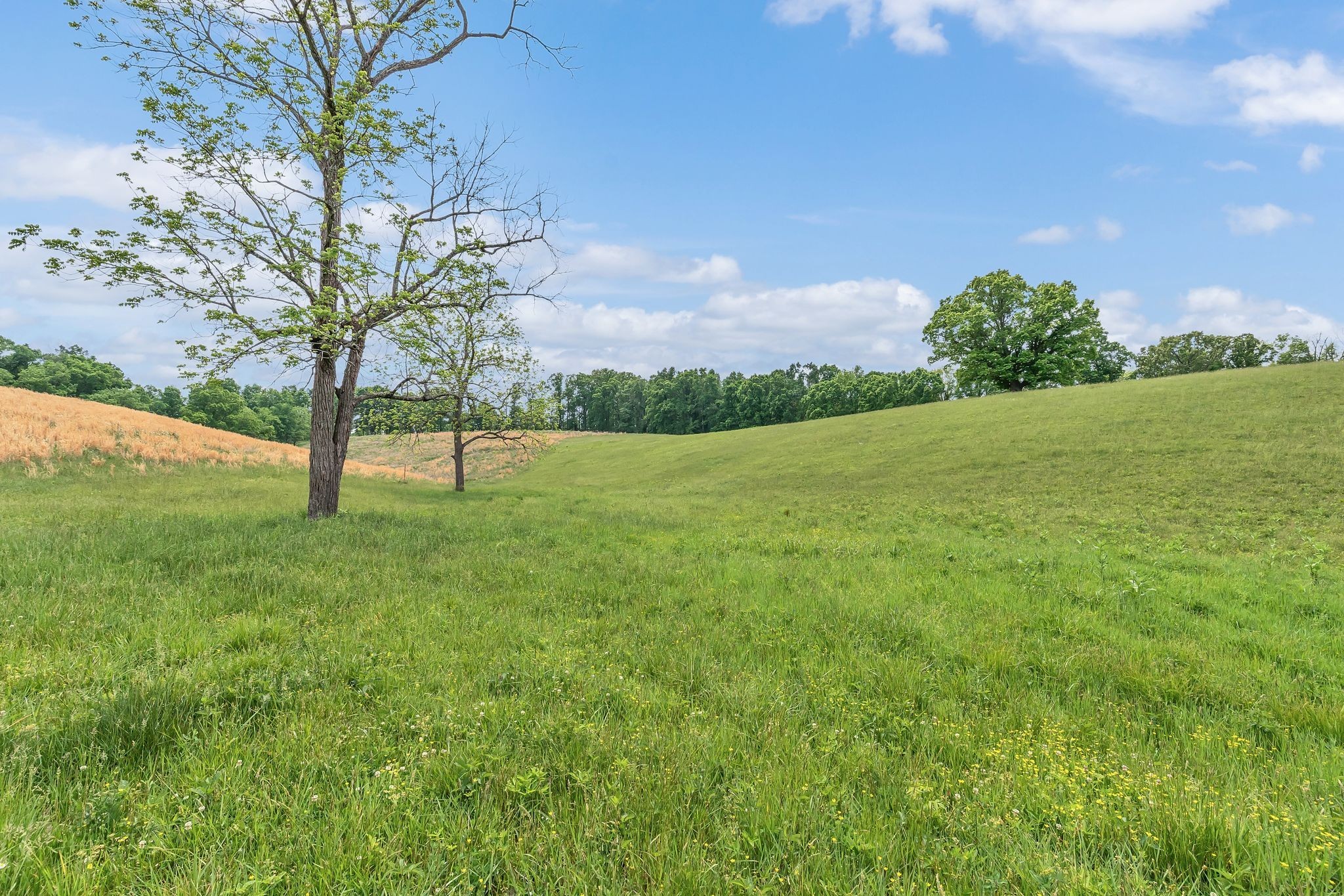 1528 Fairfield Road Westmoreland, TN 37186 - Photo 22 of 41 a view of yard with grass and a trees